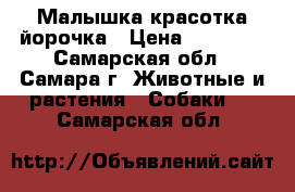 Малышка красотка йорочка › Цена ­ 20 000 - Самарская обл., Самара г. Животные и растения » Собаки   . Самарская обл.